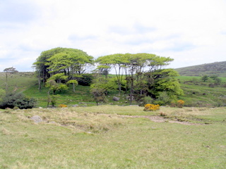 2005-05-18-11-49-16_bittaford_moor_gate-014_bittaford_moor_gate.jpg 2005-05-18-11-49-16_bittaford_moor_gate-014_bittaford_moor_gate.jpg bittaford_moor_gate