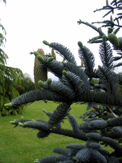 2005-05-21-12-11-32_garden_pine_lodge_may_05-014_garden_pine_lodge_may_05.jpg  garden_pine_lodge_may_05 
