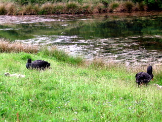 2005-05-21-12-23-21_garden_pine_lodge_may_05-016_garden_pine_lodge_may_05.jpg  garden_pine_lodge_may_05 