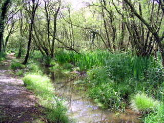 2005-05-21-14-56-12_garden_marsh_villa_may_05-010_garden_marsh_villa_may_05.jpg  garden_marsh_villa_may_05 