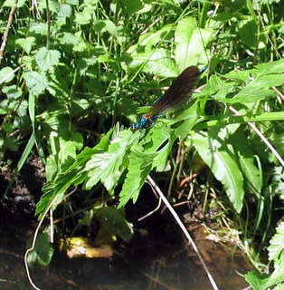 2005-05-21-14-57-09_garden_marsh_villa_may_05-011_garden_marsh_villa_may_05.jpg  garden_marsh_villa_may_05 