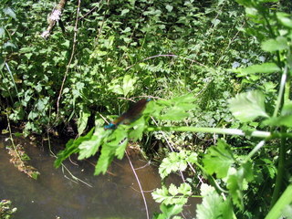 2005-05-21-14-57-17_garden_marsh_villa_may_05-012_garden_marsh_villa_may_05.jpg  garden_marsh_villa_may_05 