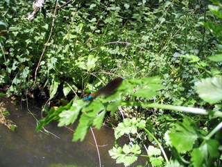2005-05-21-14-57-25_garden_marsh_villa_may_05-013_garden_marsh_villa_may_05.jpg  garden_marsh_villa_may_05 