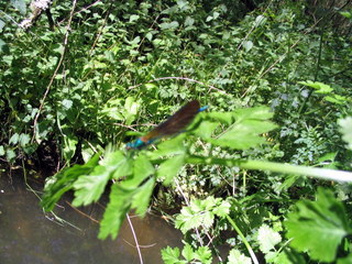 2005-05-21-14-57-42_garden_marsh_villa_may_05-014_garden_marsh_villa_may_05.jpg  garden_marsh_villa_may_05 