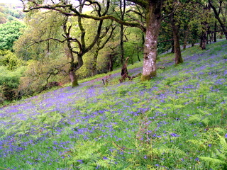 2005-05-22-14-42-21_belstone_steeperton_wild_tor_hound_cosdon_may_05-033_belstone_steeperton_wild_tor_hound_cosdon_may_05.jpg  belstone_steeperton_wild_tor_hound_cosdon_may_05 