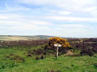 2005-05-25-14-18-37_wheddon_cross_dunkery_beacon_porlock_post_luchwell_bridge_may_05-029_wheddon_cross_dunkery_beacon_porlock_post_luchwell_bridge_may_05.jpg  wheddon_cross_dunkery_beacon_porlock_post_luchwell_bridge_may_05 