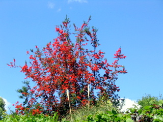 2005-05-30-14-47-24_gardens_lustleigh_higher_knowle-004_gardens_lustleigh_higher_knowle.jpg  gardens_lustleigh_higher_knowle 