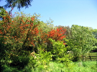 2005-05-30-15-14-43_gardens_lustleigh_higher_knowle-013_gardens_lustleigh_higher_knowle.jpg  gardens_lustleigh_higher_knowle 
