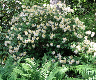 2005-05-30-15-21-58_gardens_lustleigh_higher_knowle-016_gardens_lustleigh_higher_knowle.jpg  gardens_lustleigh_higher_knowle 