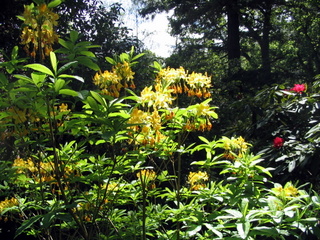 2005-05-30-15-39-21_gardens_lustleigh_higher_knowle-023_gardens_lustleigh_higher_knowle.jpg  gardens_lustleigh_higher_knowle 