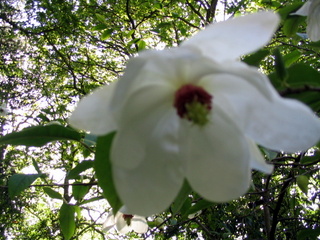 2005-05-30-15-48-39_gardens_lustleigh_higher_knowle-024_gardens_lustleigh_higher_knowle.jpg  gardens_lustleigh_higher_knowle 