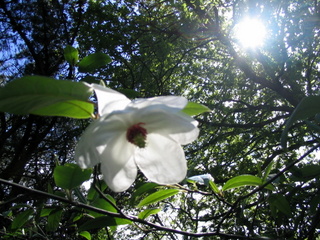 2005-05-30-15-48-58_gardens_lustleigh_higher_knowle-025_gardens_lustleigh_higher_knowle.jpg  gardens_lustleigh_higher_knowle 