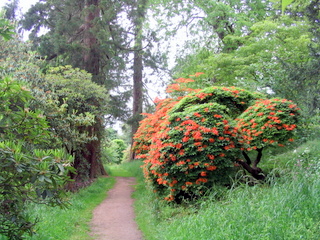 2005-06-04-13-20-55_killerton_garden_june_05-013_killerton_garden_june_05.jpg 2005-06-04-13-20-55_killerton_garden_june_05-013_killerton_garden_june_05.jpg killerton_garden_june_05