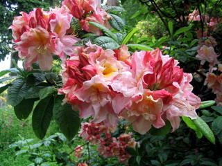 2005-06-04-13-22-25_killerton_garden_june_05-015_killerton_garden_june_05.jpg 2005-06-04-13-22-25_killerton_garden_june_05-015_killerton_garden_june_05.jpg killerton_garden_june_05