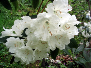 2005-06-04-13-25-36_killerton_garden_june_05-016_killerton_garden_june_05.jpg 2005-06-04-13-25-36_killerton_garden_june_05-016_killerton_garden_june_05.jpg killerton_garden_june_05