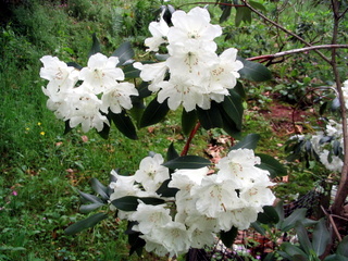 2005-06-04-13-25-42_killerton_garden_june_05-017_killerton_garden_june_05.jpg 2005-06-04-13-25-42_killerton_garden_june_05-017_killerton_garden_june_05.jpg killerton_garden_june_05