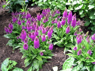 2005-06-04-13-32-45_killerton_garden_june_05-022_killerton_garden_june_05.jpg 2005-06-04-13-32-45_killerton_garden_june_05-022_killerton_garden_june_05.jpg killerton_garden_june_05