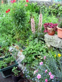 2005-06-04-14-34-45_bovey_tracey_gardens_june_05-012_bovey_tracey_gardens_june_05.jpg  bovey_tracey_gardens_june_05 