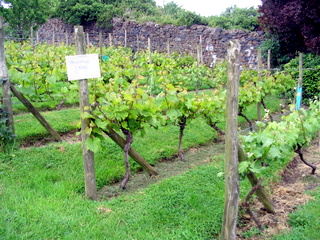2005-06-04-15-02-35_bovey_tracey_gardens_june_05-005_bovey_tracey_gardens_june_05.jpg  bovey_tracey_gardens_june_05 