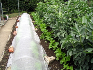 2005-06-04-15-42-08_bovey_tracey_gardens_june_05-011_bovey_tracey_gardens_june_05.jpg  bovey_tracey_gardens_june_05 