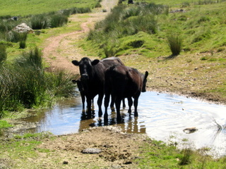 2005-06-22-11-22-36_princetown_swincombe_whiteworks-012_princetown_swincombe_whiteworks.jpg 2005-06-22-11-22-36_princetown_swincombe_whiteworks-012_princetown_swincombe_whiteworks.jpg princetown_swincombe_whiteworks