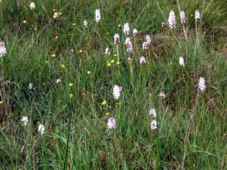 2005-06-26-12-42-18_haytor_bonehill-014_haytor_bonehill.jpg  haytor_bonehill 