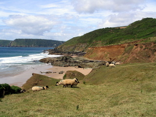 2005-07-06-11-58-58_east_portlemouth_beesands-022_east_portlemouth_beesands.jpg  east_portlemouth_beesands 