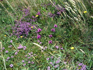2005-07-06-13-15-23_east_portlemouth_beesands-043_east_portlemouth_beesands.jpg  east_portlemouth_beesands 