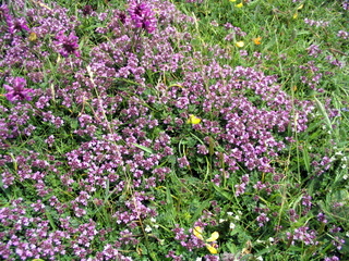 2005-07-06-13-21-00_east_portlemouth_beesands-044_east_portlemouth_beesands.jpg  east_portlemouth_beesands 