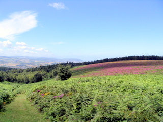 2005-08-03-13-23-49_west_quantocks_aug_05-016_quantocks_train.jpg  quantocks_train 
