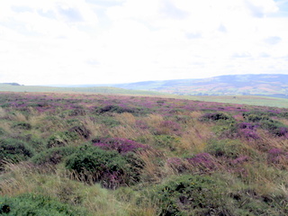 2005-08-03-13-32-38_west_quantocks_aug_05-022_quantocks_train.jpg  quantocks_train 
