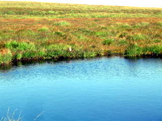 2005-08-17-11-51-00_postbridge_fur_tor_aug_05-010_postbridge_firtor.jpg 2005-08-17-11-51-00_postbridge_fur_tor_aug_05-010_postbridge_firtor.jpg postbridge_firtor