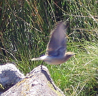 2005-08-21-12-32-06_batworthy_watern_teignhead_aug_05-022_batworthy_watern_teignhead.jpg 2005-08-21-12-32-06_batworthy_watern_teignhead_aug_05-022_batworthy_watern_teignhead.jpg batworthy_watern_teignhead