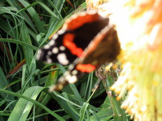 2005-09-11-11-16-39_rosemoor_garden_sept_05-002_rosemoor_garden_sept_05.jpg 2005-09-11-11-16-39_rosemoor_garden_sept_05-002_rosemoor_garden_sept_05.jpg rosemoor_garden_sept_05