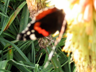 2005-09-11-11-16-50_rosemoor_garden_sept_05-003_rosemoor_garden_sept_05.jpg 2005-09-11-11-16-50_rosemoor_garden_sept_05-003_rosemoor_garden_sept_05.jpg rosemoor_garden_sept_05