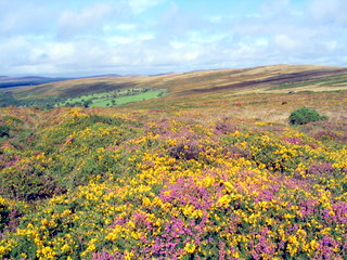 2005-09-14-13-58-09_newbridge_corndontors_sept_05-013_newbridge_corndontors.jpg 2005-09-14-13-58-09_newbridge_corndontors_sept_05-013_newbridge_corndontors.jpg newbridge_corndontors