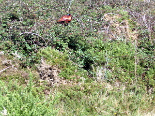 2005-10-05-14-29-56_ilfracombe_to_wollocombe_oct_05-030_ilfracombe_to_wollocombe_oct_05.jpg  ilfracombe_to_wollocombe_oct_05 
