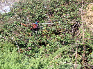 2005-10-05-14-30-54_ilfracombe_to_wollocombe_oct_05-031_ilfracombe_to_wollocombe_oct_05.jpg  ilfracombe_to_wollocombe_oct_05 