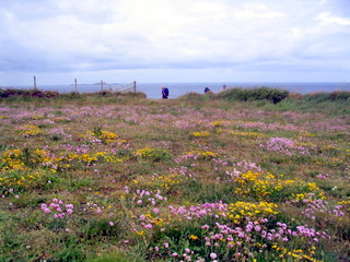 2006-06-20-11-32-17_pembroke_june_2006-214_pembroke_coast_whitesands_bay_st_davids.jpg  pembroke_coast_whitesands_bay_st_davids 