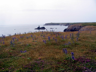2006-06-23-12-31-03_pembroke_june_2006-010_pembroke_coast_bosherston_manorbier.jpg  pembroke_coast_bosherston_manorbier 