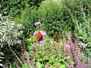 2006-07-13-11-18-08_rosemoor_july_2006-001_rosemoor_july_2006.jpg 2006-07-13-11-18-08_rosemoor_july_2006-001_rosemoor_july_2006.jpg rosemoor_July_2006