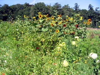 2006-08-03-15-36-33_knightshays_nt_garden-002_knightshays_nt_garden.jpg  knightshays_nt_garden 