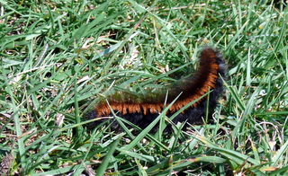 2006-09-21-11-08-34_p1000068_bonehill_hameldown_grimspound.jpg  bonehill_hameldown_grimspound 