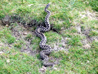 2006-09-21-12-20-15_p1000070_bonehill_hameldown_grimspound.jpg  bonehill_hameldown_grimspound 