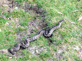 2006-09-21-12-20-27_p1000071_bonehill_hameldown_grimspound.jpg  bonehill_hameldown_grimspound 