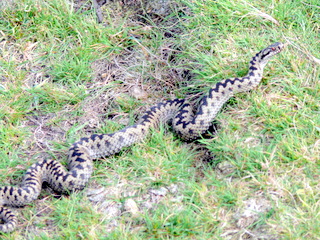 2006-09-21-12-20-38_p1000072_bonehill_hameldown_grimspound.jpg  bonehill_hameldown_grimspound 