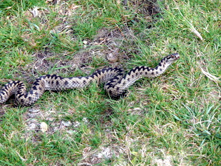2006-09-21-12-20-50_p1000073_bonehill_hameldown_grimspound.jpg  bonehill_hameldown_grimspound 