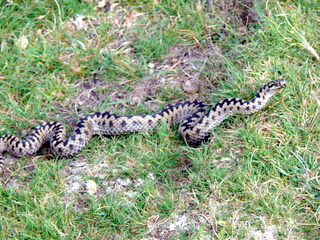 2006-09-21-12-21-05_p1000074_bonehill_hameldown_grimspound.jpg  bonehill_hameldown_grimspound 