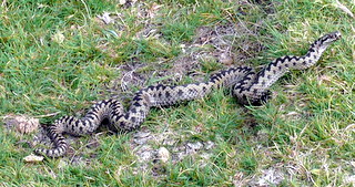 2006-09-21-12-21-25_p1000075_bonehill_hameldown_grimspound.jpg  bonehill_hameldown_grimspound 