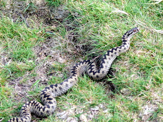 2006-09-21-12-22-01_p1000076_bonehill_hameldown_grimspound.jpg  bonehill_hameldown_grimspound 